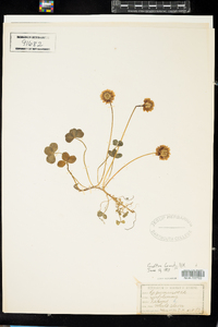 Trifolium repens image