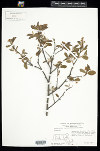 Amelanchier nantucketensis image