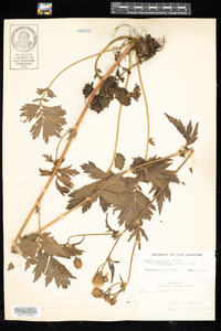 Geum aleppicum image