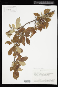 Malus pumila image