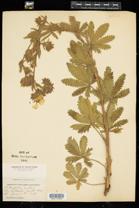 Potentilla recta image