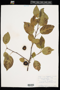 Malus prunifolia image