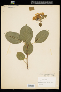 Malus prunifolia image