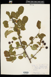 Malus prunifolia image