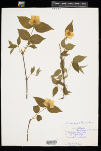 Rhodotypos scandens image