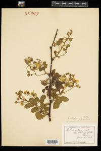 Rubus allegheniensis image