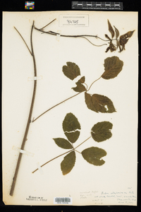 Rubus allegheniensis image