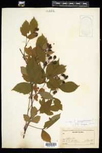 Rubus pensilvanicus image