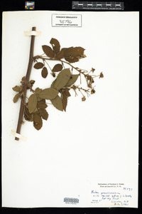 Rubus pensilvanicus image