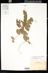 Lathyrus japonicus image