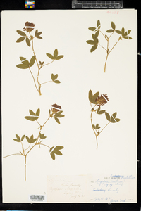 Trifolium medium image