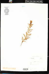 Gentiana linearis image