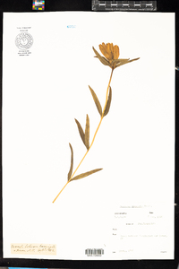 Gentiana linearis image