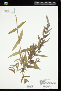 Lythrum salicaria image