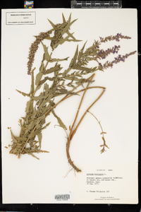 Lythrum salicaria image