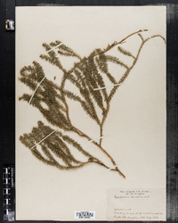 Lycopodium annotinum image