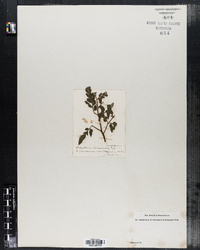 Image of Botrychium ternatum var. obliquum