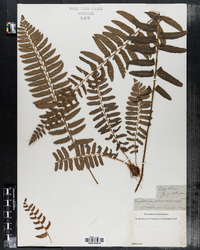 Polystichum acrostichoides image