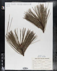 Pinus nigra image