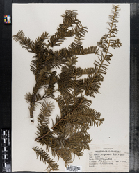 Taxus cuspidata image