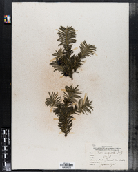 Taxus cuspidata image