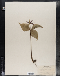 Image of Trillium ovatum