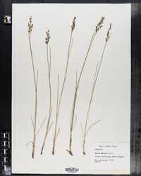 Juncus gerardi image