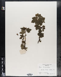 Image of Ribes fasciculatum