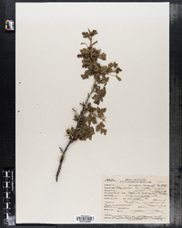 Image of Ribes montigenum