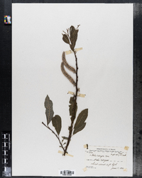Image of Salix erdingeri