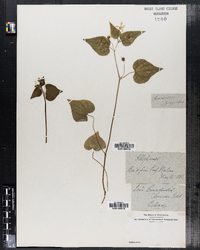 Image of Viola alleghanensis