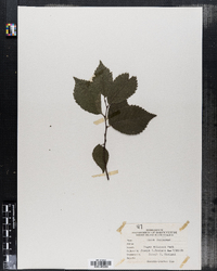 Ulmus foliacea image