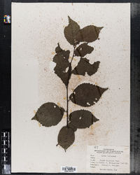 Ulmus foliacea image