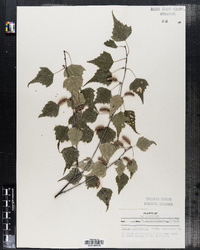 Betula populifolia image