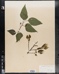 Celtis occidentalis image