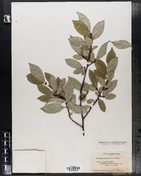 Image of Elaeagnus multiflora