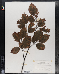 Fagus sylvatica image