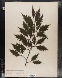 Fagus sylvatica image