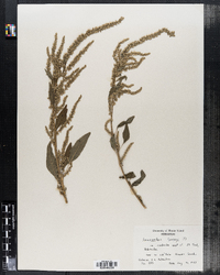 Image of Amaranthus torreyi
