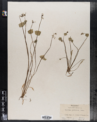 Image of Claytonia perfoliata