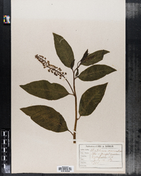 Phytolacca americana var. americana image