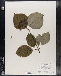 Cornus rugosa image