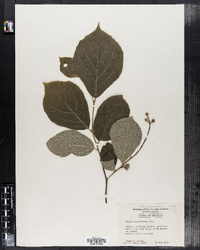 Image of Styrax grandifolia