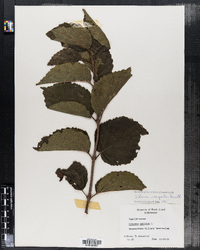 Viburnum recognitum image