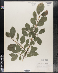 Viburnum prunifolium image