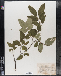 Lonicera canadensis image