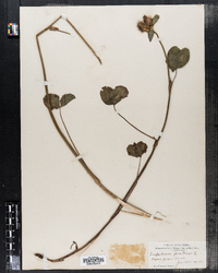 Trifolium pratense image