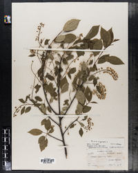 Prunus virginiana image