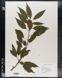 Prunus pensylvanica image