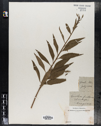 Image of Oenothera fruticosa